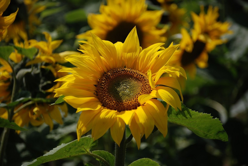 sunflower-369730_1280