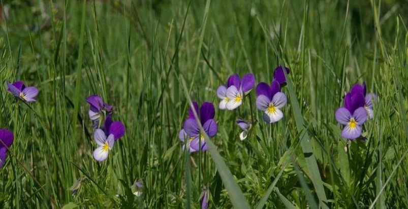 floarea "trei frati patati"