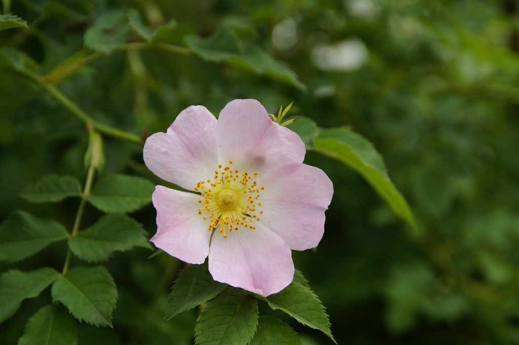 floare de măceș